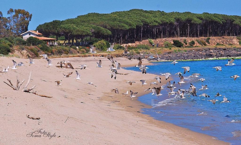S'Ustiarvu- Nuova Gestione Cala Liberotto Exterior foto